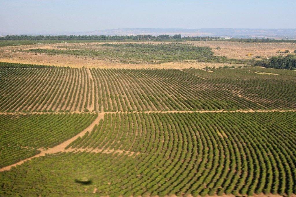 Brazil Daterra Sweet Collection plantaža kafe pogled iz vazduha