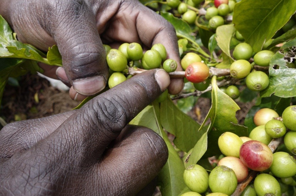 Gitesi plantaza kafe plod kafe u Rwanda