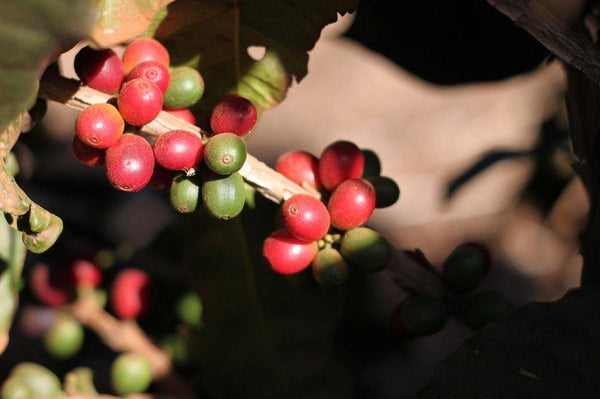 Brazil Daterra Toada Aukcijski Lot - Koppa coffee - od plantaže do šoljice