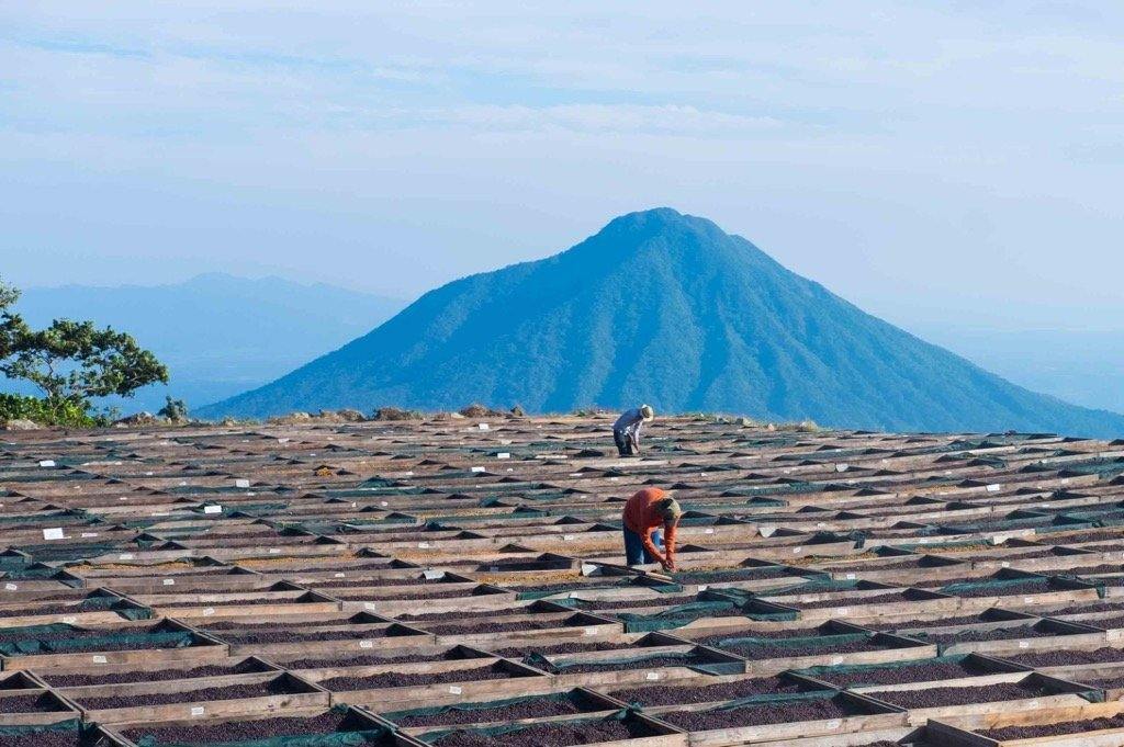 Sušenje kafe na plantaži Los Pirineos u El Salvadoru