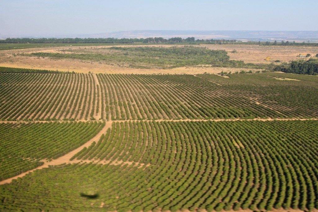 Brazil Daterra Sweet Collection - Koppa coffee - od plantaže do šoljice
