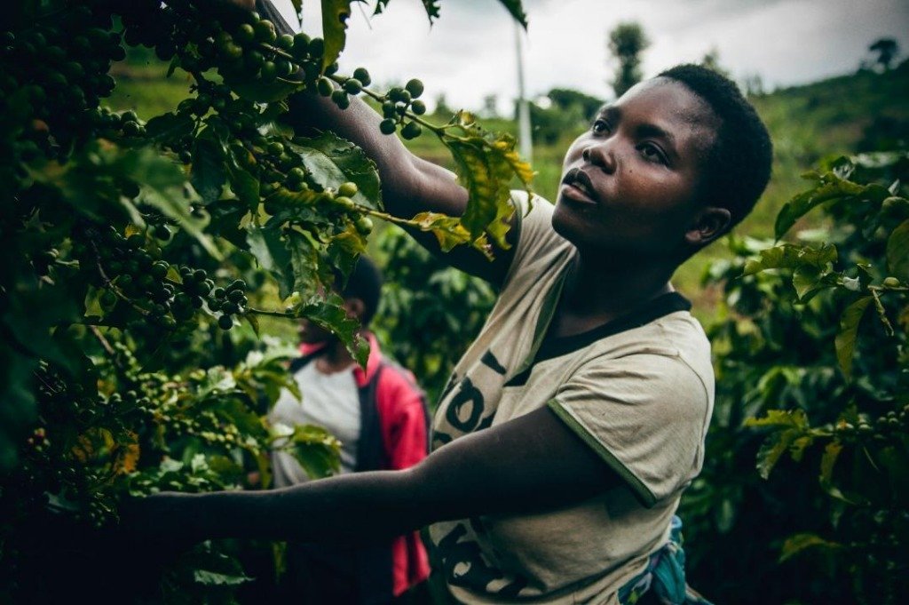 Gitesi plantaža kafe Ruanda berba kafe bourbon
