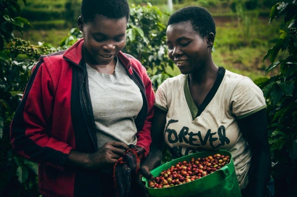 Gitesi plantaza kafe berba kafe bourbon u Rwanda