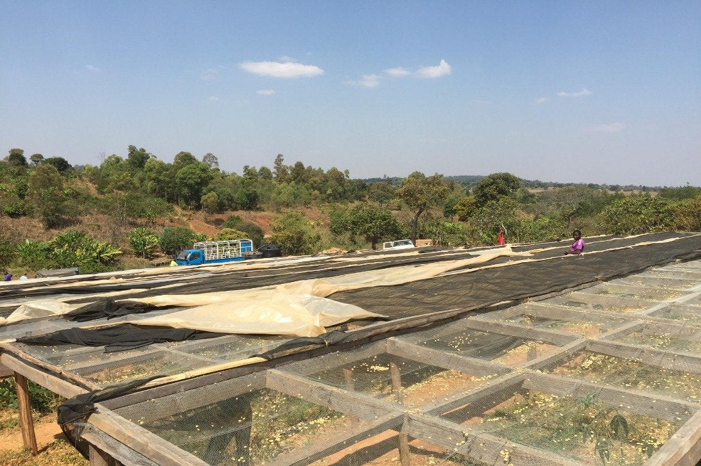 Plantaža_kafe Tanzanija_sušenje_kafe