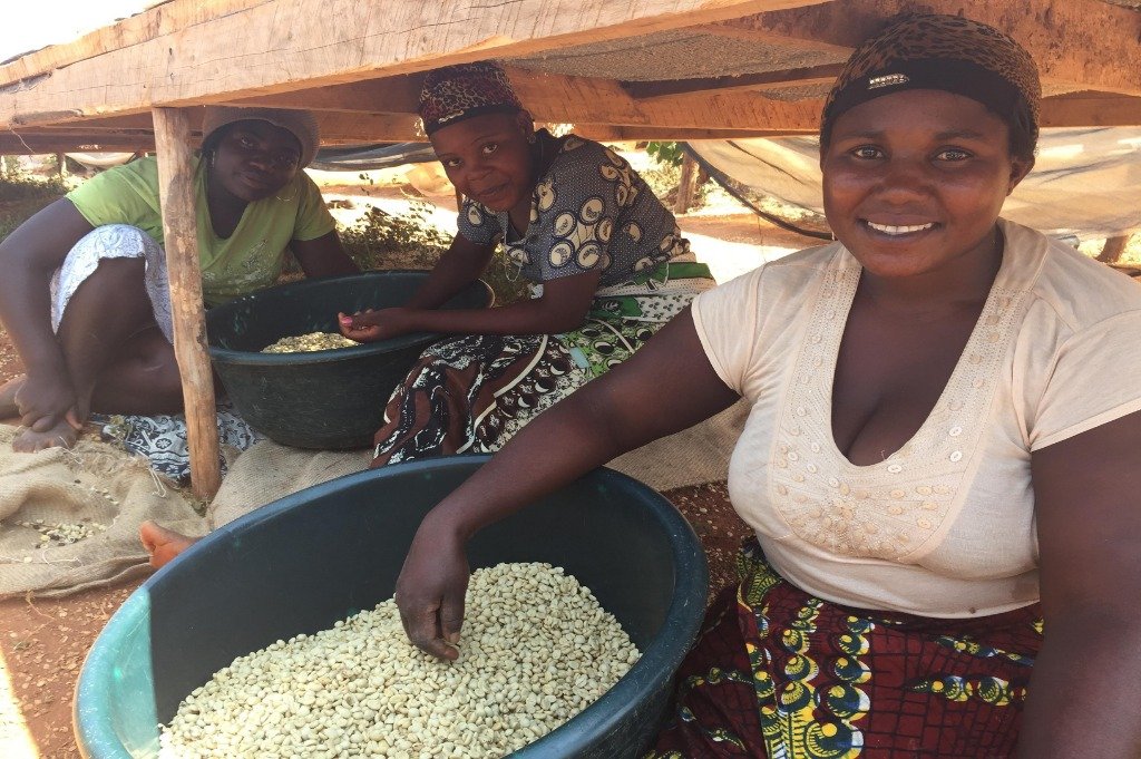 Tanzania_Ilomba_plantaza_kafe_zene_obraduju_kafu