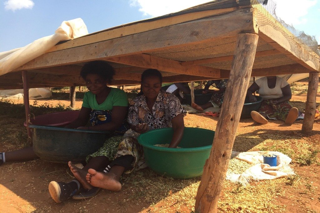 Tanzania_Ilomba_plantaža_kafe_žene_obrađuju_kafu_ispod