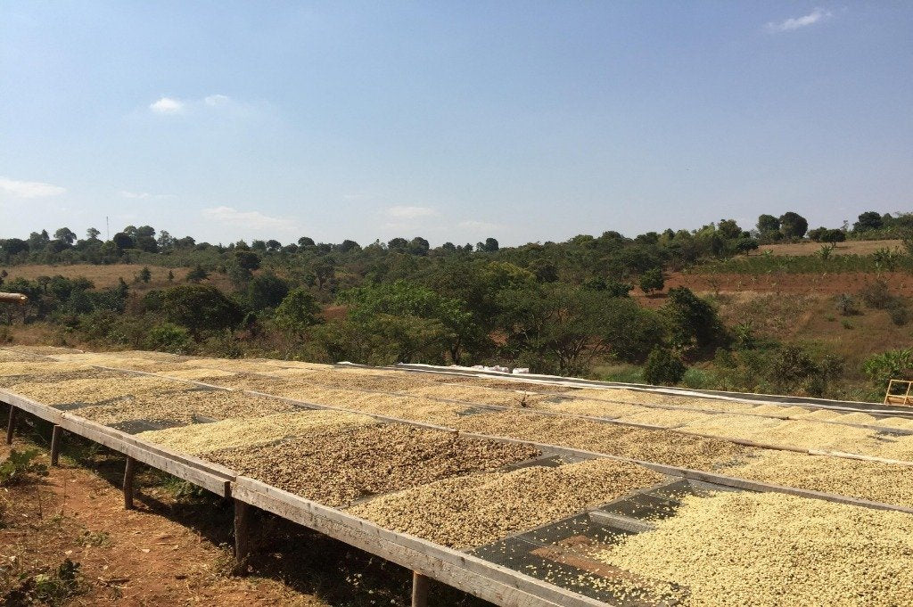 Plantaža_kafe Tanzanija_sušenje_kafe