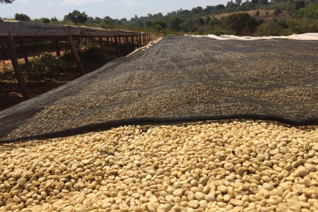 Tanzanija_sušenje_kafe_na_plantaži_na_krevetima_UV_zaštita_krupno