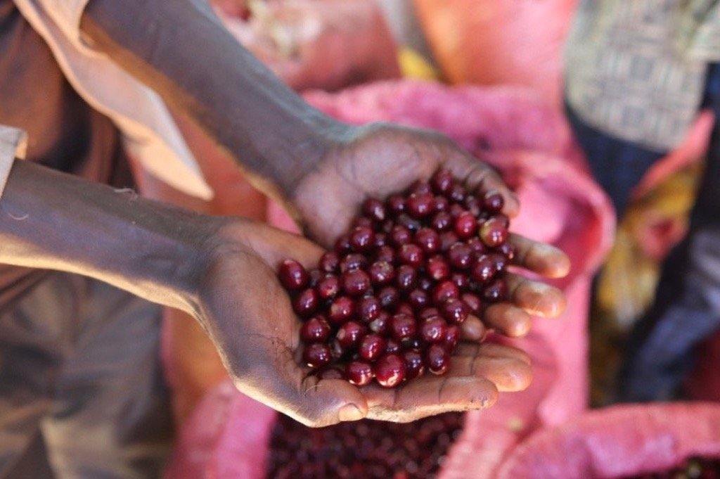 Kafa na poslu - Koppa coffee - od plantaže do šoljice