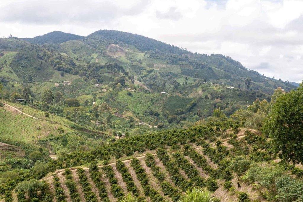 plantaža espresso kafe u Kolumbiji u Huila regionu